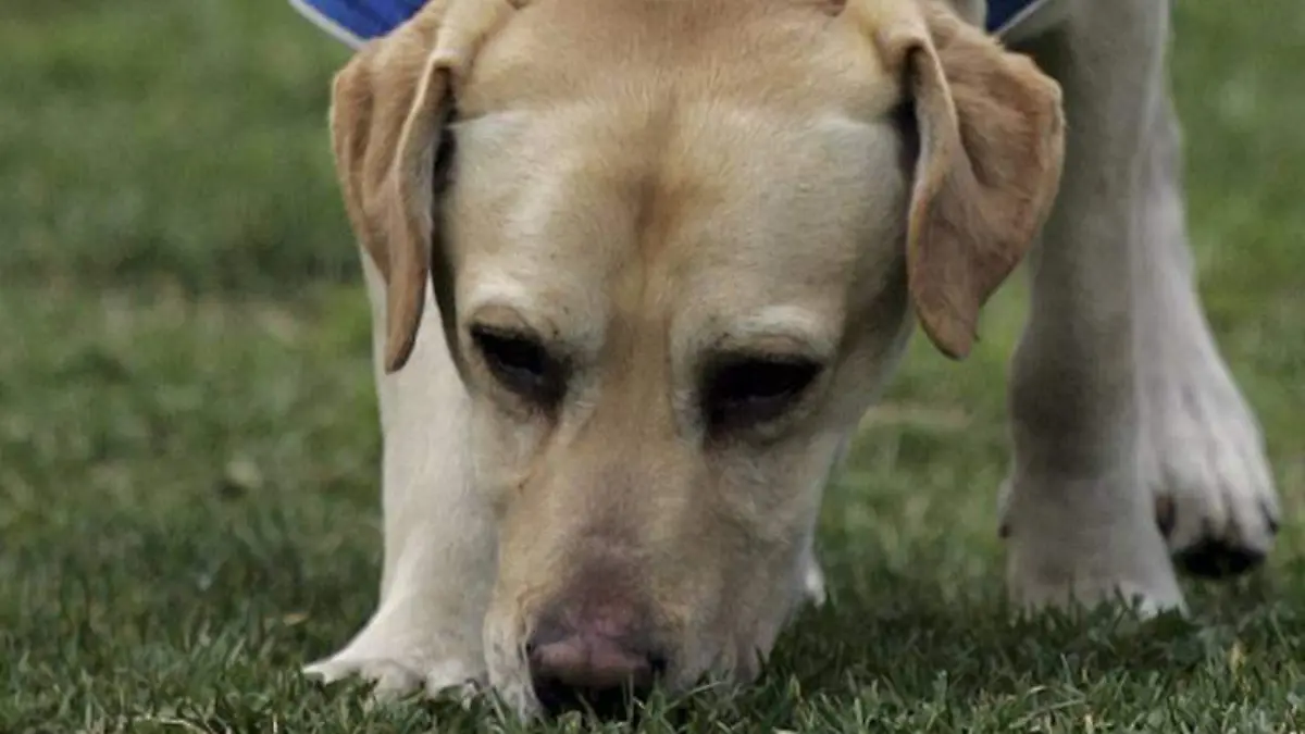 Un aspecto fundamental en el cuidado de los perros es la alimentación, pues de estas depende su desarrollo